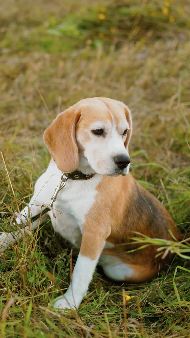 perro beagle acostado en la hierba con la correa unida se levanta con curiosidad, las orejas perked y alerta, con vegetación exuberante y flores silvestres en el fondo