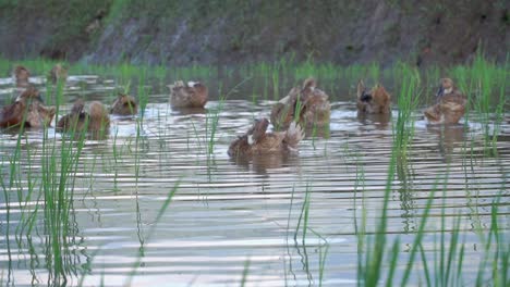 Die-Ente-Auf-Dem-Wasser-Und-Spritzer-Mit-Ihren-Flügeln