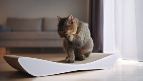 british shorthair cat grooming on scratching post