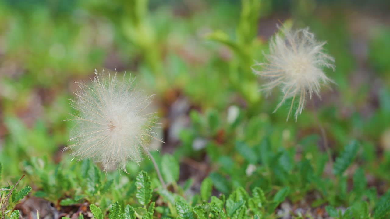 Fluffy grass seeds drift on a gentle breeze above a lush green meadow, softly blurred