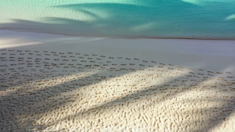 tropical beach with footprints and palm shadows
