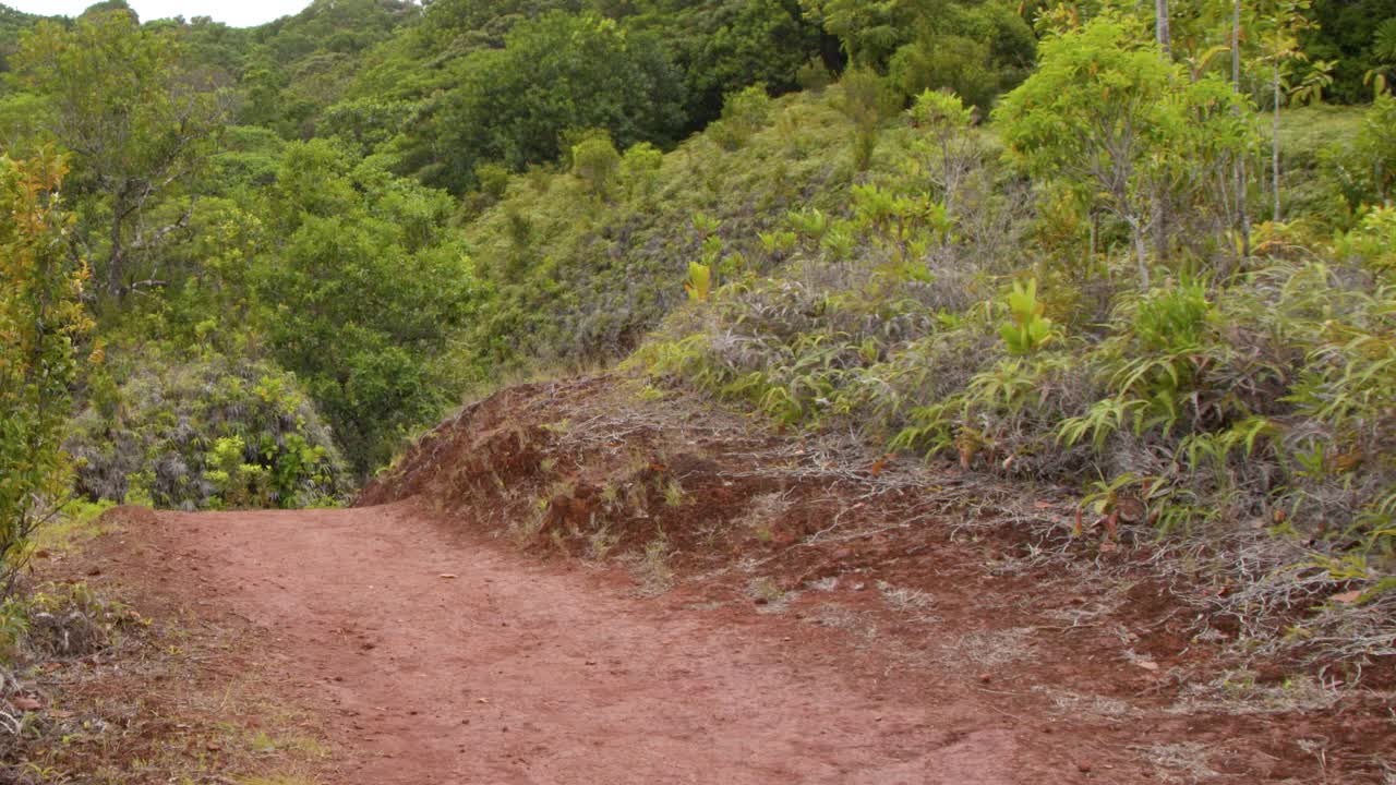 Una telecamera a mano mostra una panoramica di un vivace sentiero di terra rossa che si snoda attraverso la fitta vegetazione di un'isola