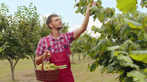 man farmer plucks collects ripe hazelnuts from deciduous hazel trees rows in garden, harvesting