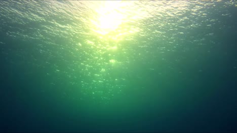 naturaleza submarina