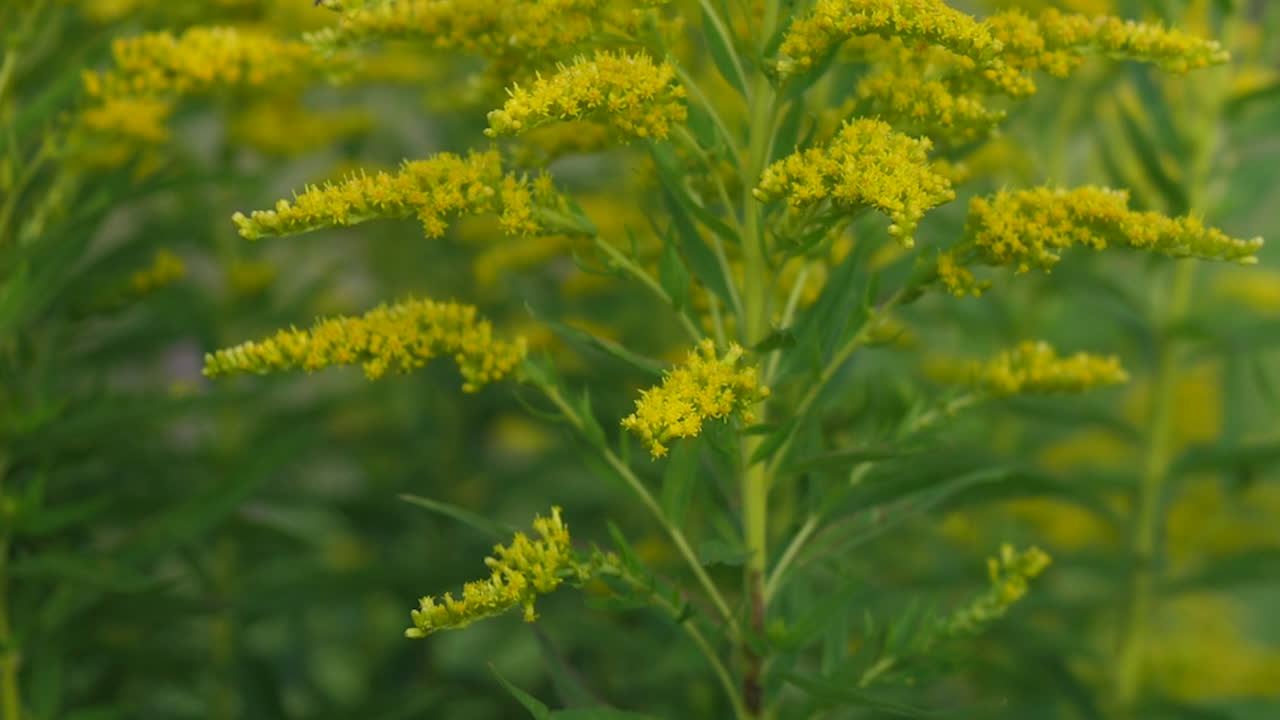 bumblebee forrajeando varas de oro cabezas de flores barridas por el viento