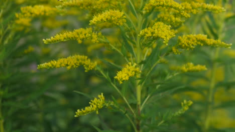 Bumblebee-foraging-goldenrods-flower-heads-swept-by-wind