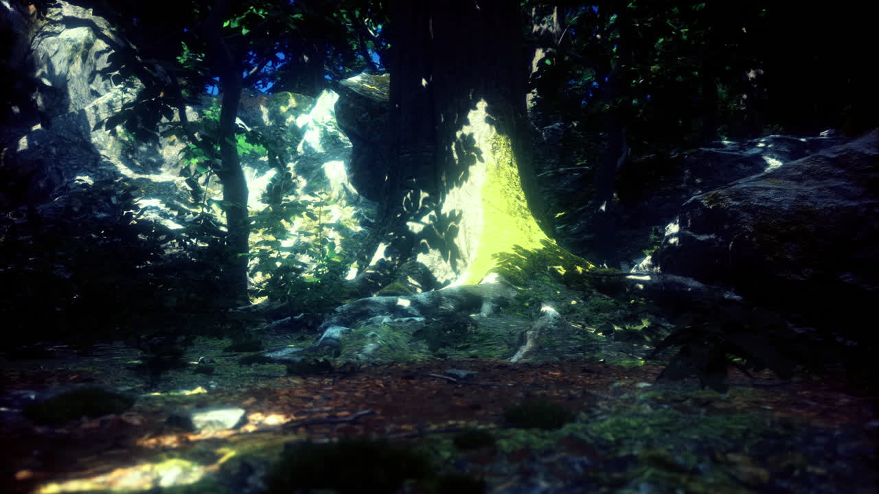 Light filtering through trees in a serene forest landscape