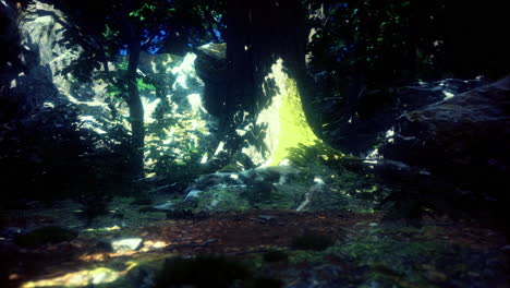 light filtering through trees in a serene forest landscape