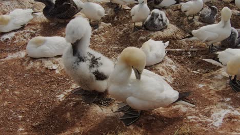 fluffy gannet birds picking feathers in massive colony, close up view