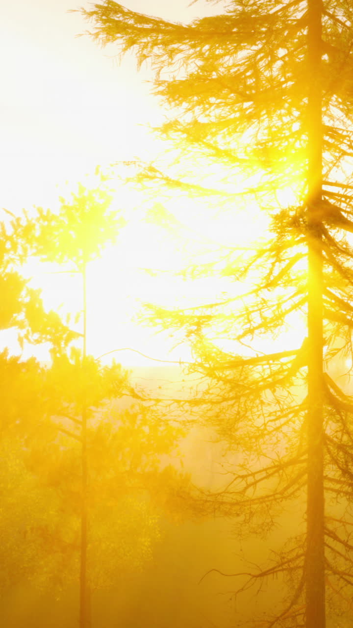 золотой закат в лесу