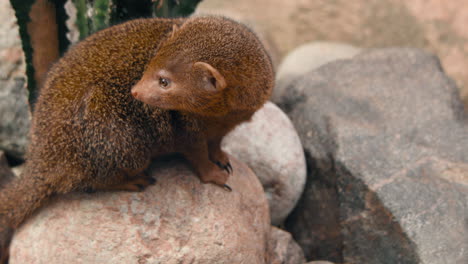 Dwarf-mongoose,-sitting-on-a-rock,-looking-around---Helogale-parvula