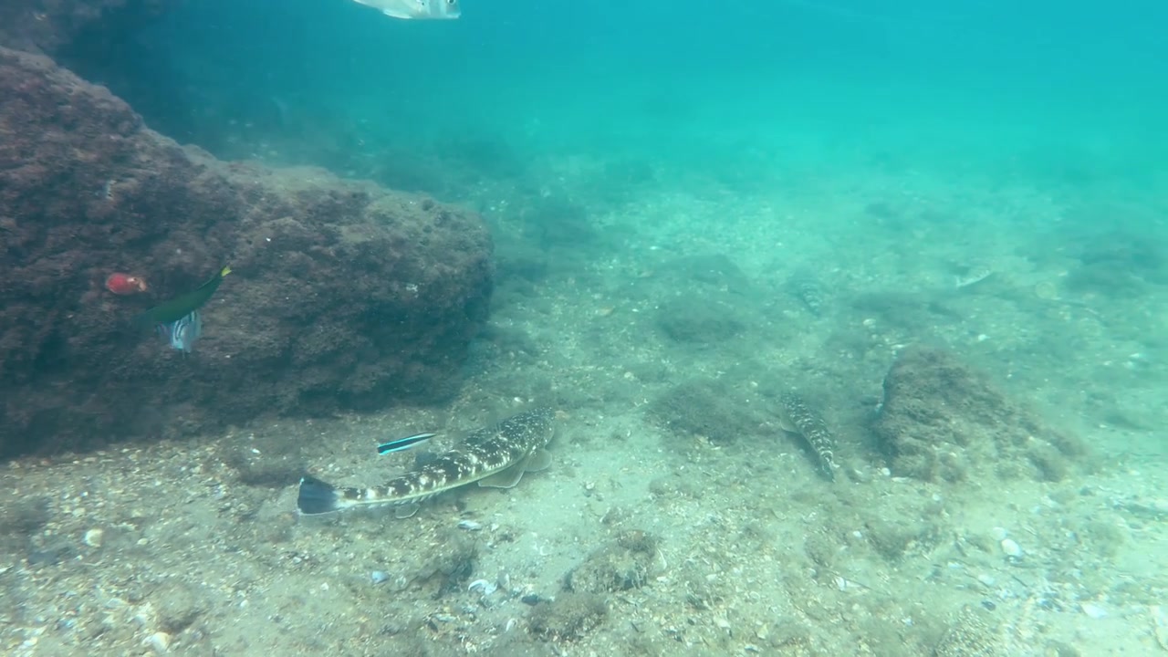 Peixe-cabeça-chata camuflado repousa no leito marinho arenoso enquanto pequenos peixes tropicais nadam por perto