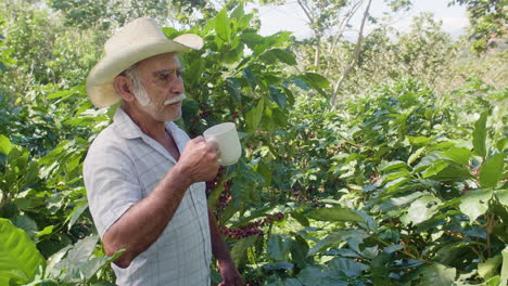an elderly farmer drinking a cup of coffee in the middle of the actual coffee plantation field in el salvador