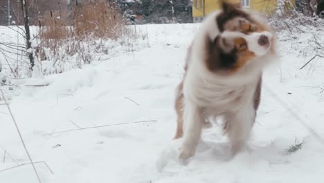 Fluffy-Australian-Shepherd,-shaking-its-body-in-a-snowy-outdoor-setting