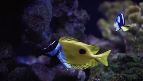 Tropisches-Aquarium-Mit-Bunten-Fischen