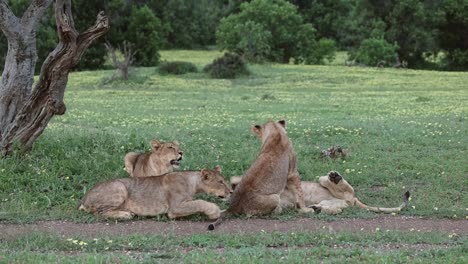 Cuatro-Cachorros-De-León-Juguetones-Junto-A-La-Carretera-En-Mashatu-Botswana,-Plano-Medio