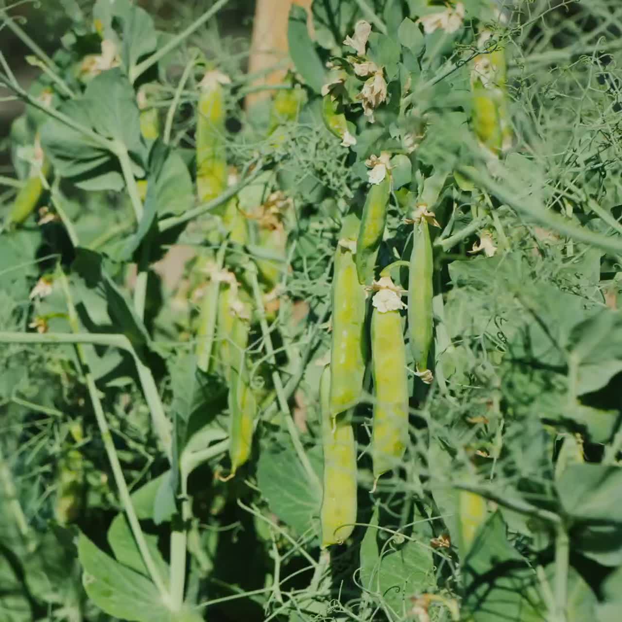 una mujer rasga hilos de guisantes en el jardín
