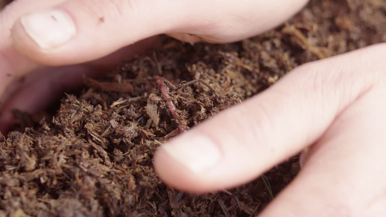 Un verme in compost sano viene sollevato mentre un agricoltore ispeziona la salute del suolo.
