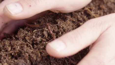 a worm in healthy compost is lifted as farmer inspects soil health