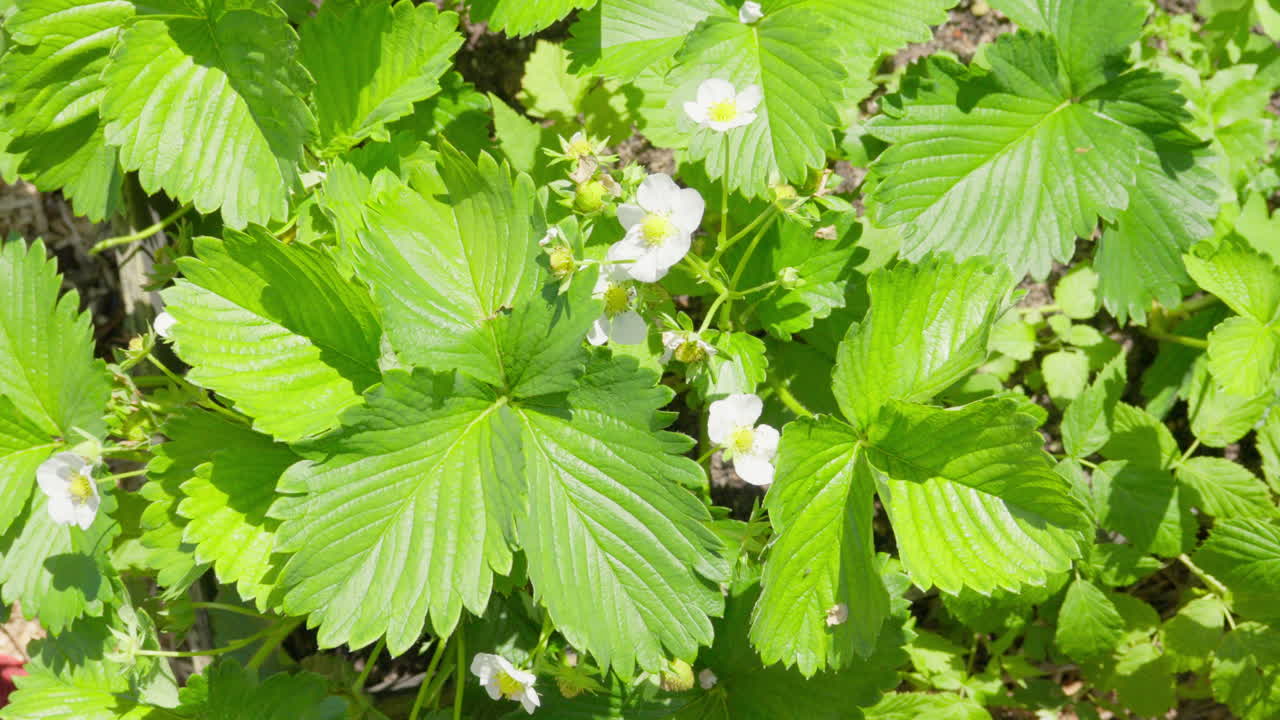 plantas frescas de fresa verde con flores blancas delicadas a la luz del sol
