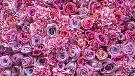 natural roses background closeup