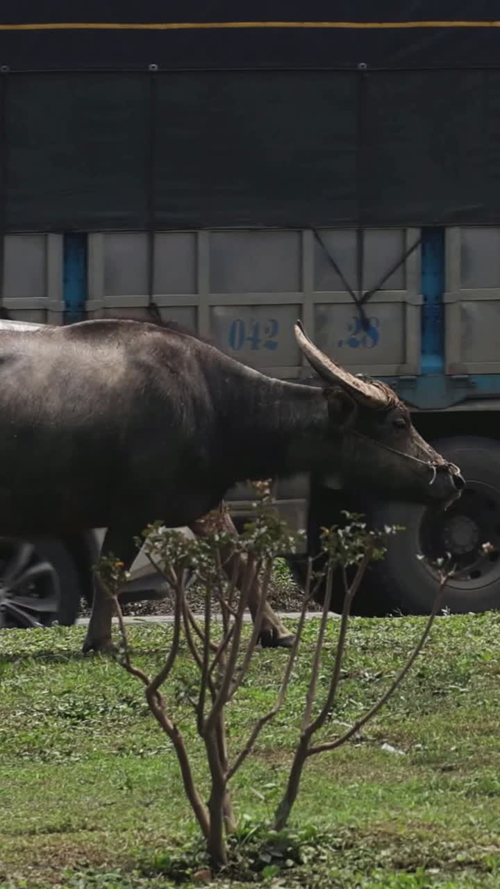 차량 이 지나갈 때 도로 를 고 있는 버팔로