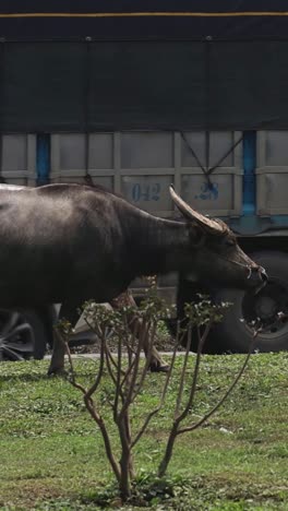 buffalo walking by road as vehicles pass