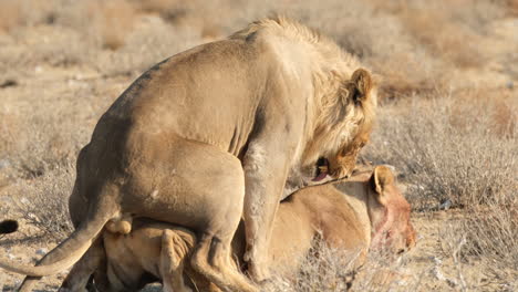 Pair-Of-African-Lion-Mating-In-The-Wilderness