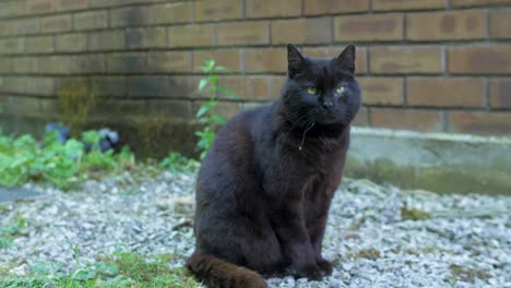 sick black homeless cat with a cold and a dirty fur