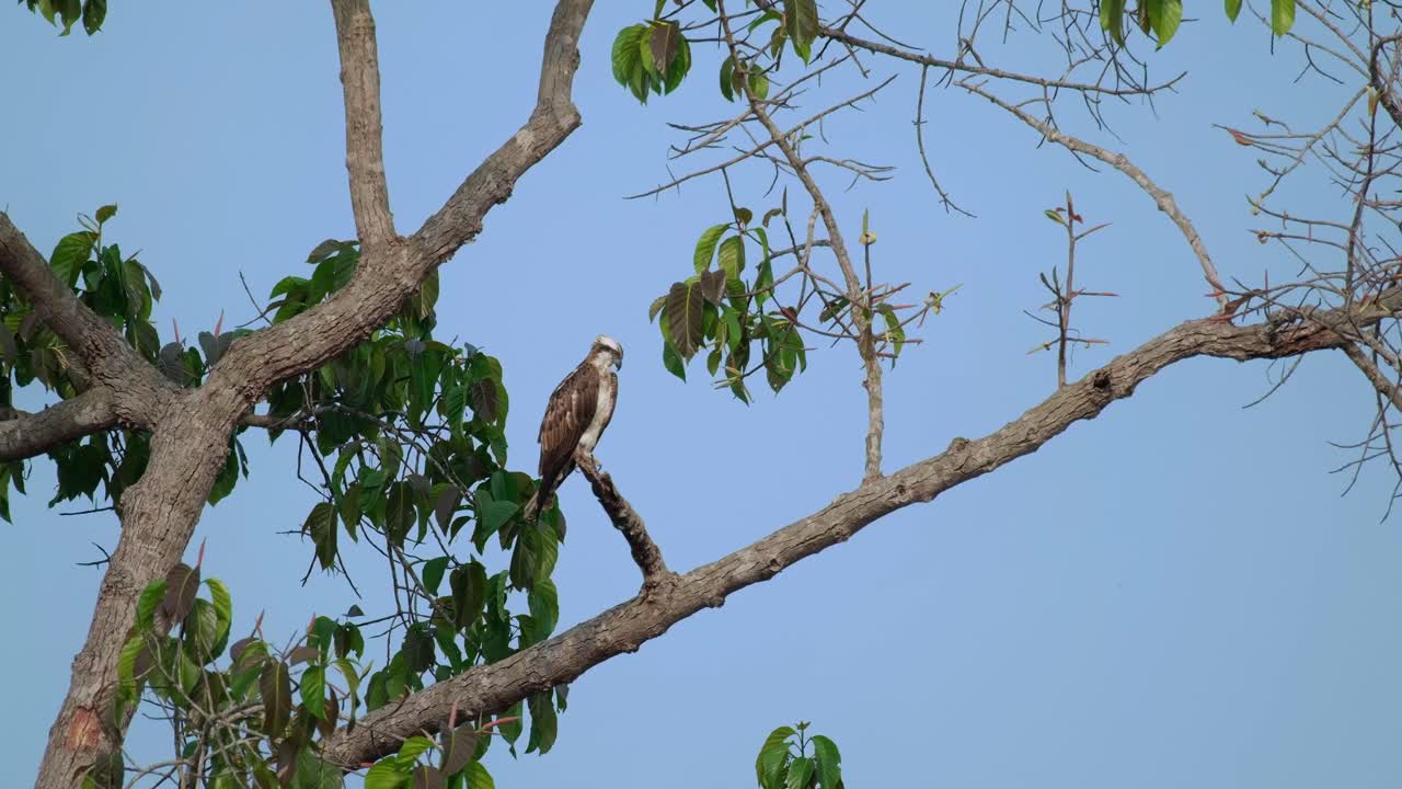 la cámara hace zoom mientras este águila mariposa pandion haliaetus mira hacia abajo para su presa, tailandia