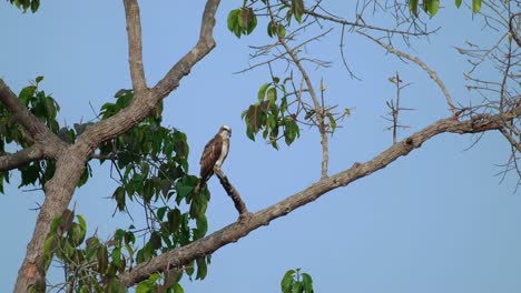 camera zooms in while this osprey pandion haliaetus looks down for its prey, thailand