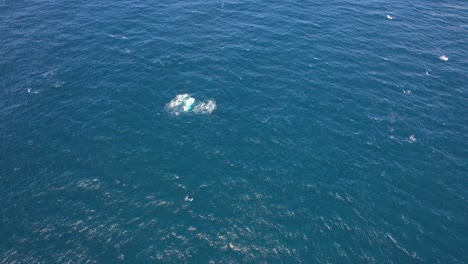 Luftaufnahme-Von-Buckelwalen,-Die-Im-Offenen-Wasser-Schwimmen