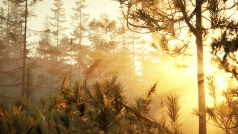 sunrise or sunset in a misty forest