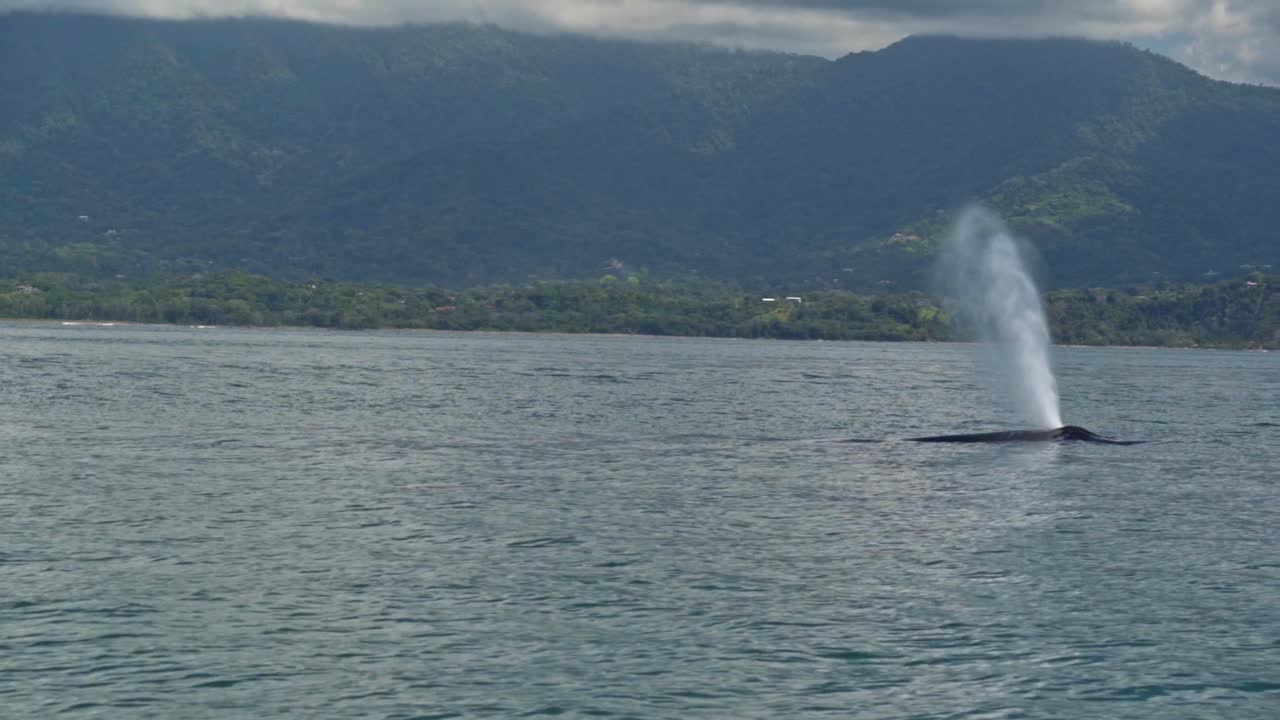In the distance, a humpback whale breaks the surface off Uvita’s coastline, releasing a tall, misty spout into the air