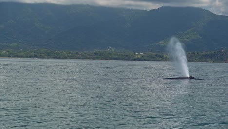 in the distance, a humpback whale breaks the surface off uvita’s coastline, releasing a tall, misty spout into the air