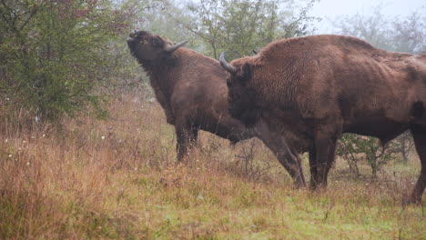 Zwei-Europäische-Bison-Bonasus-Bullen-Ernähren-Sich-Von-Buschblättern,-Tschechien