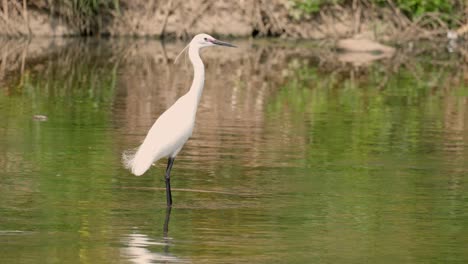 Little-Egret-Standing-In-The-Yangjaecheon-To-Catch-Fish