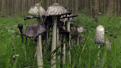 Shaggy-ink-cap-secretes-black-liquid-filled-with-spores,-close-up