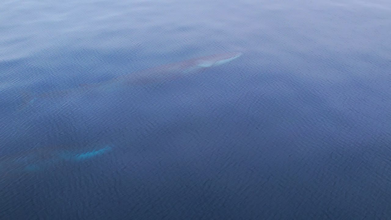 캘리포니아 다나 포인트 근처의 평온한 바다 물에서 세 마리의 핀 고래가 수면 위로 떠오르는 놀라운 4k 드론 영상