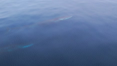 Increíble-Vista-De-Drones-4k-Mientras-Tres-Ballenas-De-Aleta-Emergen-En-Aguas-Tranquilas-Del-Océano-Cerca-De-Dana-Point-California