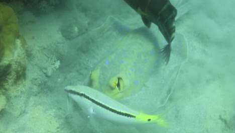 Bluespotted-Stingray-Im-Roten-Meer-Neben-Dem-Korallenriff