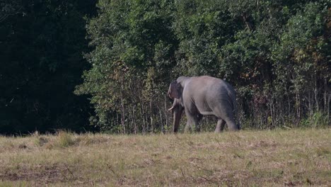 seen waking away going to the left into the forest, indian elephant elephas maximus indicus, thailand