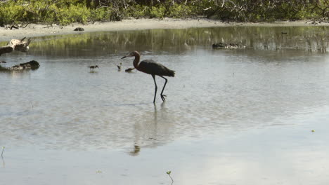 Rötlicher-Reiher-Dunkle-Phase,-Im-Teich-Herumlaufend,-Um-Fische-Zu-Fangen,-Karibik,-Bonaire