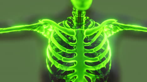 sistema esquelético humano en un cuerpo transparente