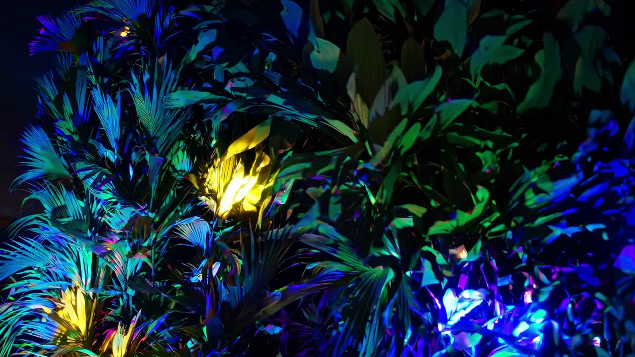 Lush tropical foliage glowing under vibrant, multicolored lights creates a mesmerizing spectacle, transforming the dark night into an enchanting display of color and atmosphere