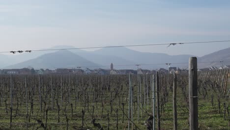 Paisaje-Panorámico-De-Viñedos-Con-El-Pueblo-De-Kaysersberg-Al-Fondo