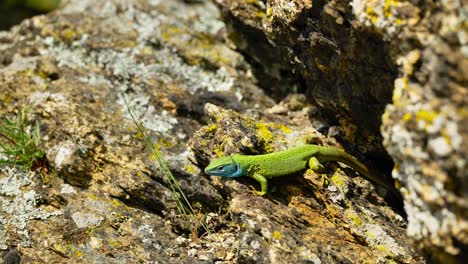 Un-Lagarto-Vibrante-Toma-El-Sol-Sobre-Una-Superficie-Rocosa,-Sus-Coloridas-Escamas-Brillan-Bajo-La-Luz-Del-Sol