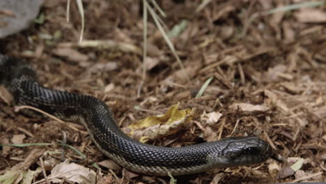 black rat snake opens mouth then sticks out tongue on sunny day - medium shot