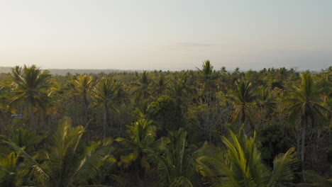 Luftaufnahme-Von-Palmen,-Drohne,-Die-Bei-Sonnenaufgang-über-Dem-Tropischen-Wald-über-Dem-Blätterdach-Fliegt.-Wunderschöne-Grüne-Landschaft-Indonesiens