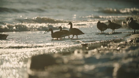 flock of canadian geese walking into beach waves during sunset